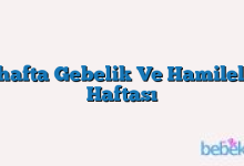 6.hafta Gebelik Ve Hamilelik Haftası