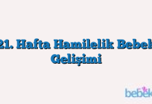 21. Hafta Hamilelik Bebek Gelişimi