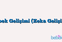Bebek Gelişimi (Zeka Gelişimi)
