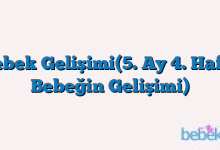 Bebek Gelişimi(5. Ay 4. Hafta Bebeğin Gelişimi)