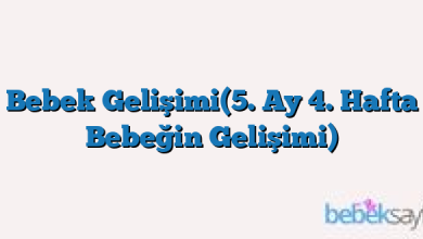 Bebek Gelişimi(5. Ay 4. Hafta Bebeğin Gelişimi)