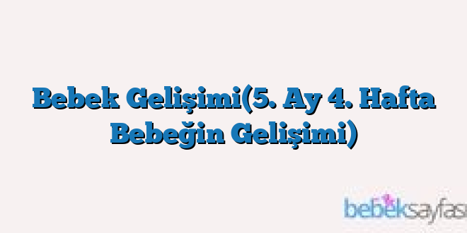 Bebek Gelişimi(5. Ay 4. Hafta Bebeğin Gelişimi)