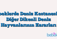 Bebeklerde Deniz Kestanesi Ve Diğer Dikenli Deniz Hayvanlarının Zararları