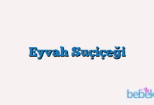 Eyvah Suçiçeği