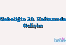Gebeliğin 20. Haftasında Gelişim