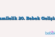Hamilelik 20. Bebek Gelişimi