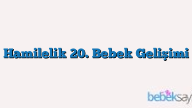 Hamilelik 20. Bebek Gelişimi