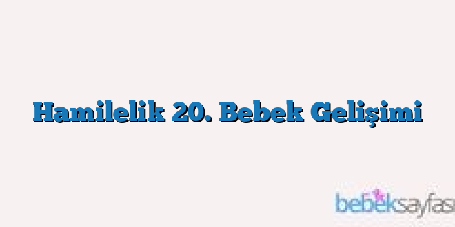 Hamilelik 20. Bebek Gelişimi