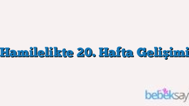 Hamilelikte 20. Hafta Gelişimi